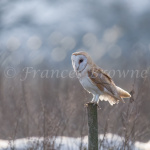 fb57-227-winter_barn_owl