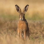 fb57-262-golden_leveret