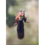 fb57-271-jump_for_joy