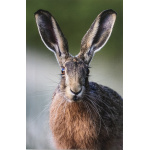 frances_browne_-_big_ears