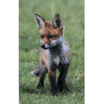 frances_browne_-_standing_fox