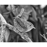 fv32-278_-_little_wren_279176428