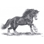 fv32-287_-_shire_horse