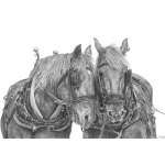 fv32-288_-_suffolk_punches_597768800