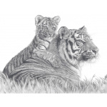 fv32-291_-_tigress__cub