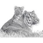 fv32-291_-_tigress__cub_1379472602