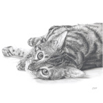 fv32-293_-_curious_cat