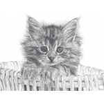 fv32-294_-_basket_kitten