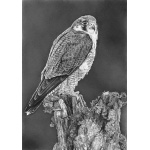 fv32-359_-_peregrine_perch_224184932
