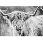 fv32-391_-_hi_highland_703546618