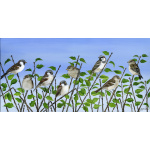 garden-birds-chattering-sparrows-spart-436_copy