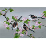 garden-birds-long-tailed-tits-spart-388-14x10_1469452693