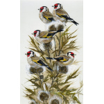 garden-birds-paintings-goldfinches-five-gold-rings-suzanne-perry-art-288_for_website__1117652365