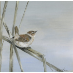 garden-birds-paintings-wren-jenny-suzanne-perry-art-182_for_website