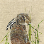 hare_-_harriet-canvas-1-310-website_906217386