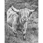 highland_cow_