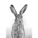 im_over_hare_453195554