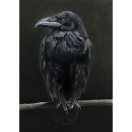 lg28-001_-_raven_colour
