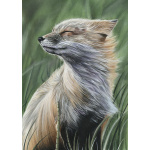 lg28-003_-_windswept_fox_colour