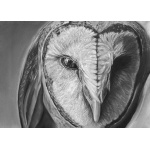 lg28-004_-_owl
