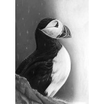 lg28-006_-_puffin