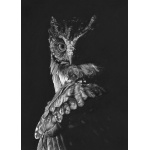 lg28-007_-_owl_in_shadow