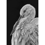 lg28-008_-_stork