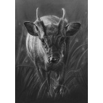 lg28-009_-_muntjac