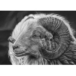 lg28-010_-_sheep
