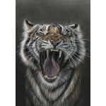 lg28-012_-_tiger_yawn_colour