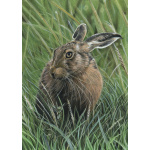 lg28-017_colour-hare-a4