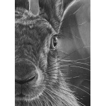 lg28-023_-_hare