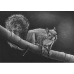 lg28-028_-_squirrel_balancing_on_a_branch