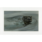 otter_-_otto_for_website