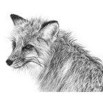 red_fox