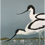 smw93-050-avocets_986860436