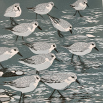 smw93-084_sanderlings-_waters_edge