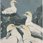 smw93-a_company_of_gannets_50x50_copy