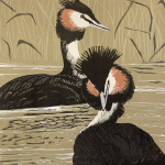 smw93-great_crested_grebes