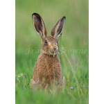 sniffer_the_leveret__1_of_1