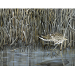 water-and-coastal-bittern-spart-423_copy_2