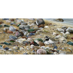 water-and-coastal-ringed-plover-spart-422