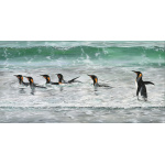 water-and-coastal-surfin-safari-spart-427_1353651896